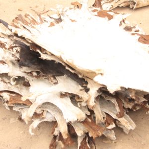 GOAT SKINS