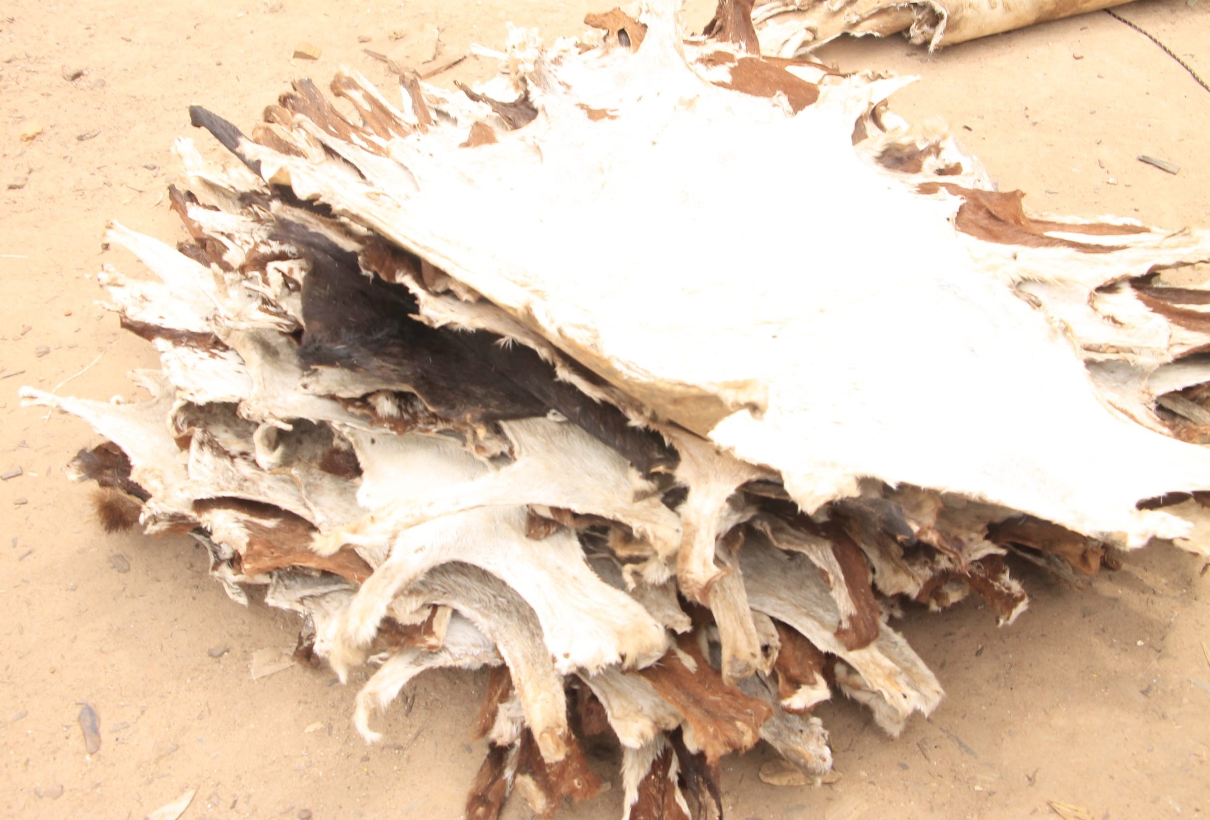 GOAT SKINS